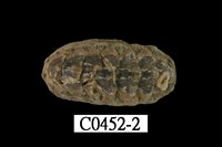 藏品(紐西蘭石鼈)的圖片